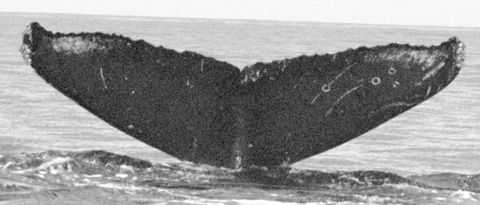Fluke of HW-MN0441997