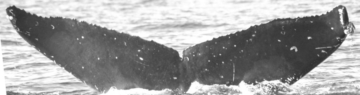 Fluke of HW-MN0441911