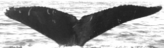Fluke of SEAK-0951
