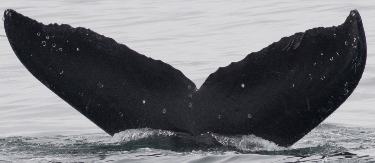 Fluke of CRC-10746