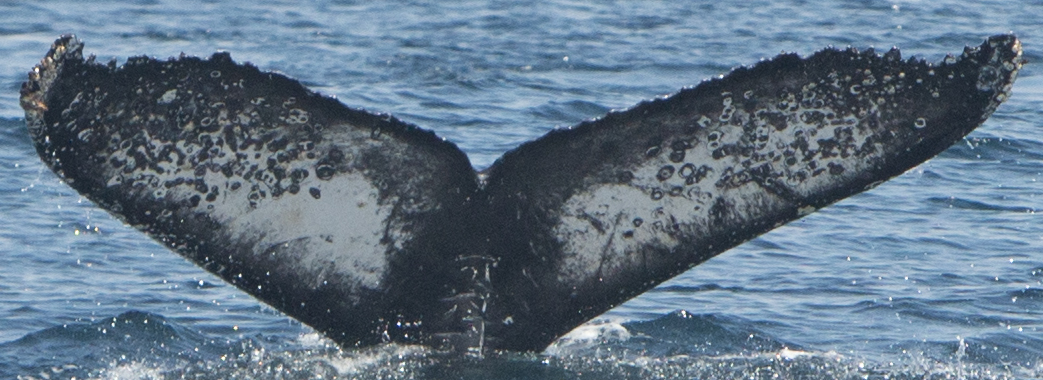 Fluke of CRC-16927