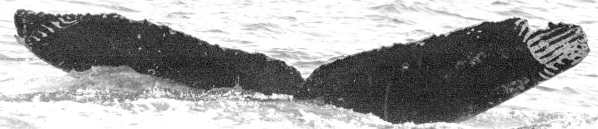 Fluke of HW-MN0441930