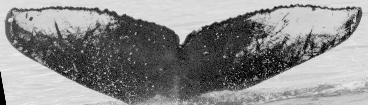 Fluke of HW-MN0441943