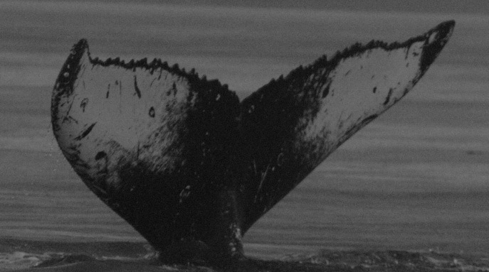Fluke of Wyatt