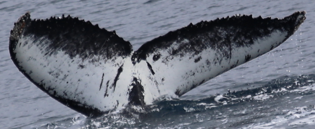 Fluke of PAN-1164