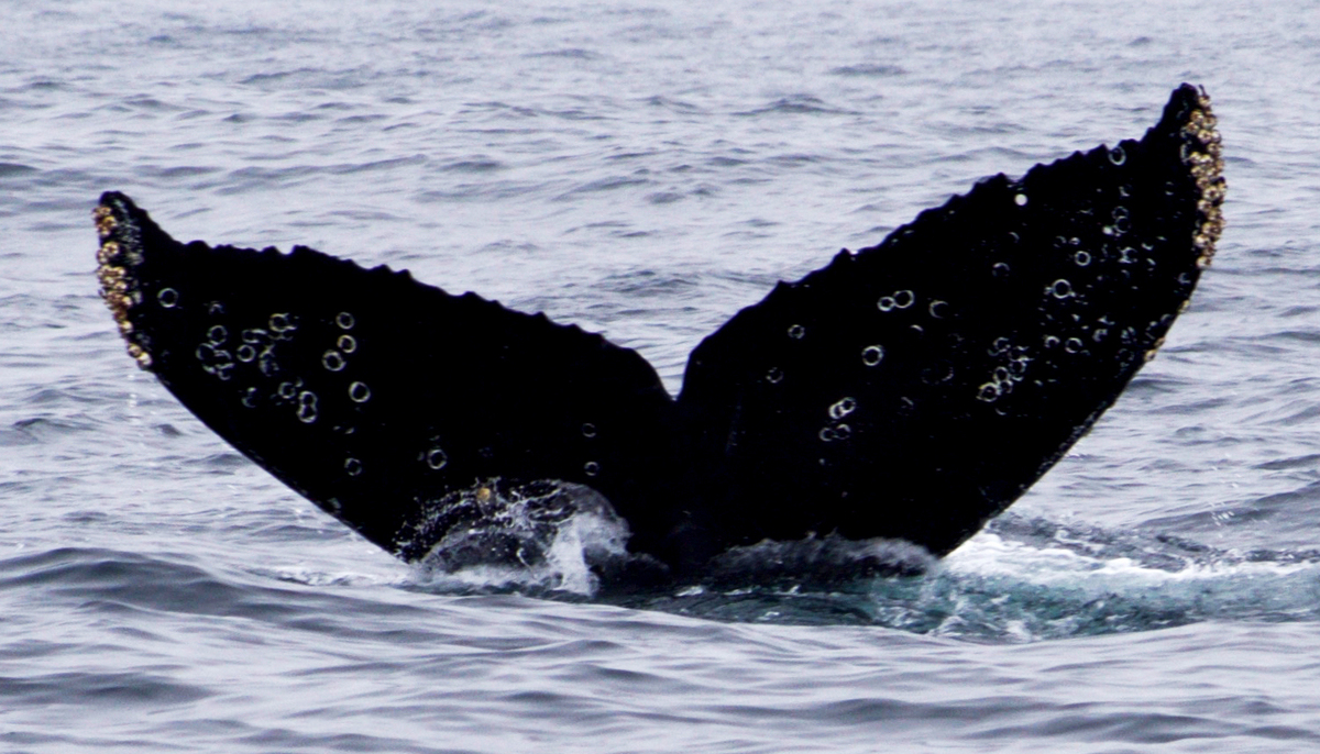 Fluke of Kippy Kipster (California)