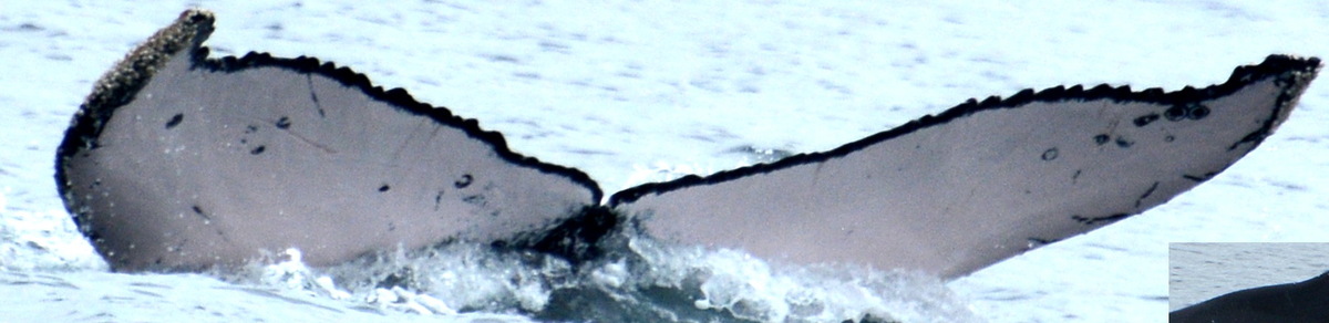 Fluke of PAN-1210