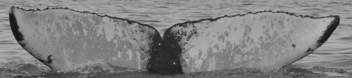 Fluke of HW-MN0442046