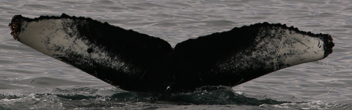 Fluke of Hourglass (Husavik)