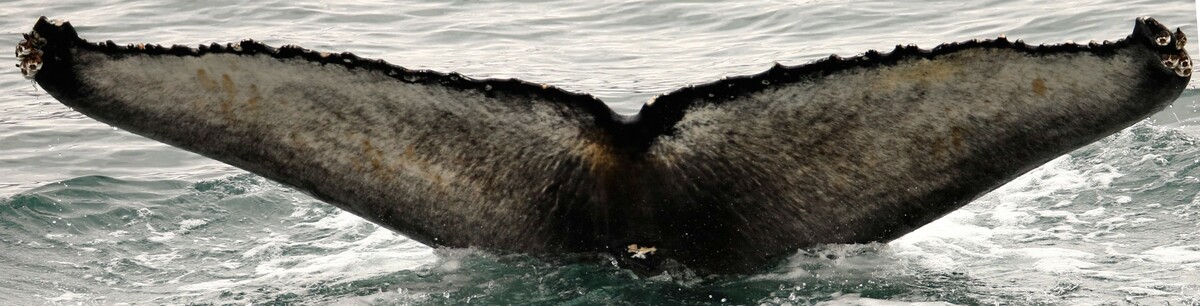 Fluke of Gojira (Husavik)
