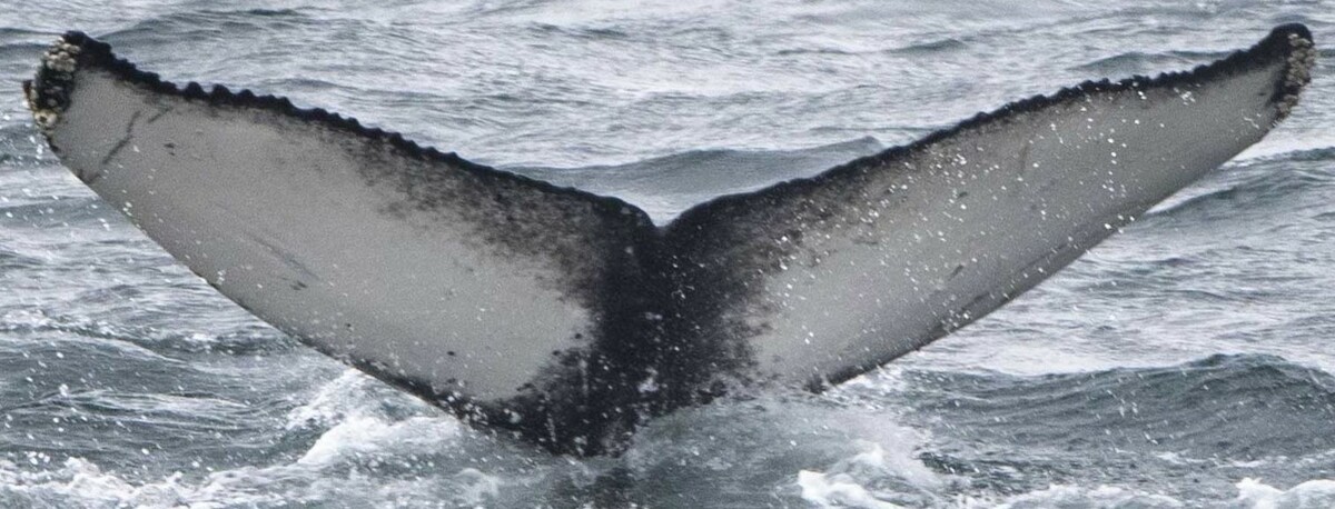 Fluke of HW-MN0101972