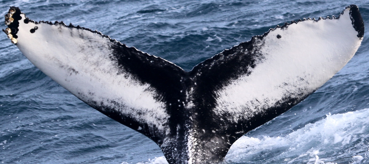 Fluke of Primeiro (Iceland)