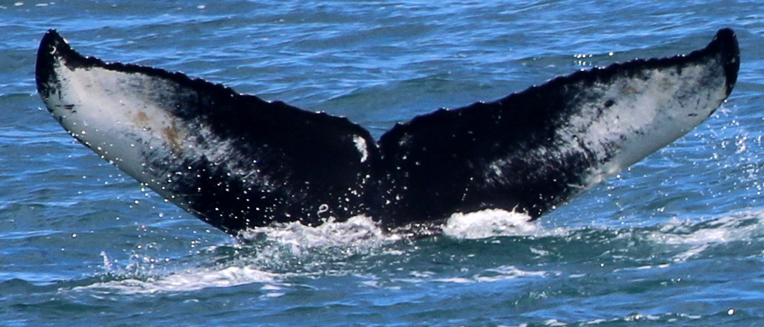 Fluke of Kaleo (Iceland)