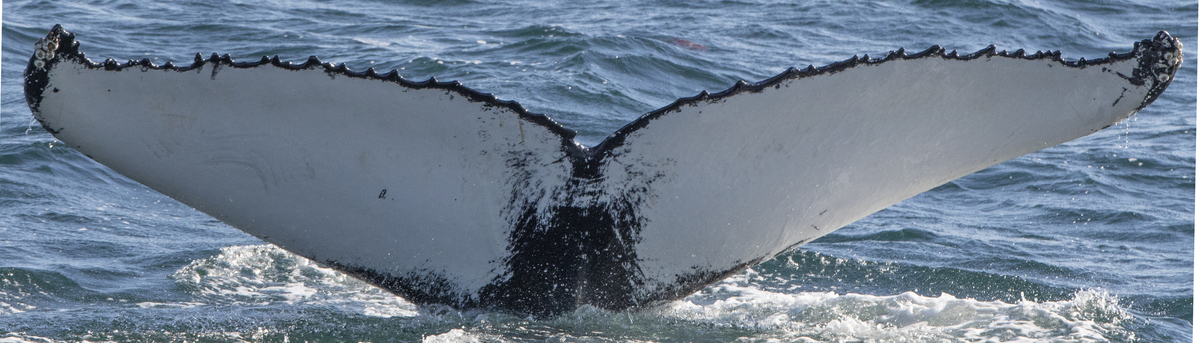 Fluke of Dirty (Westfjords)