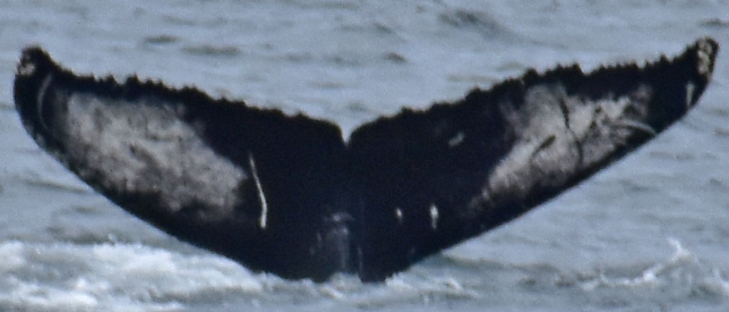 Fluke of Tadpole (Westfjords) aka Jack (Husavik)