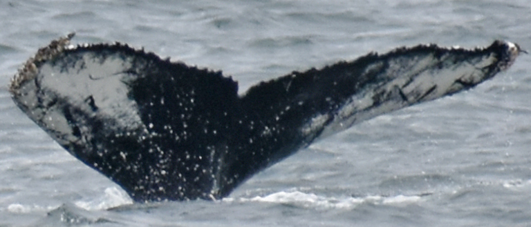 Fluke of Mustachio (Westfjords) aka Chunky Monkey (Husavik)