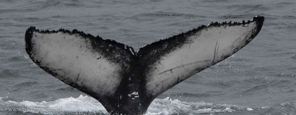Fluke of Zoya (Husavik)