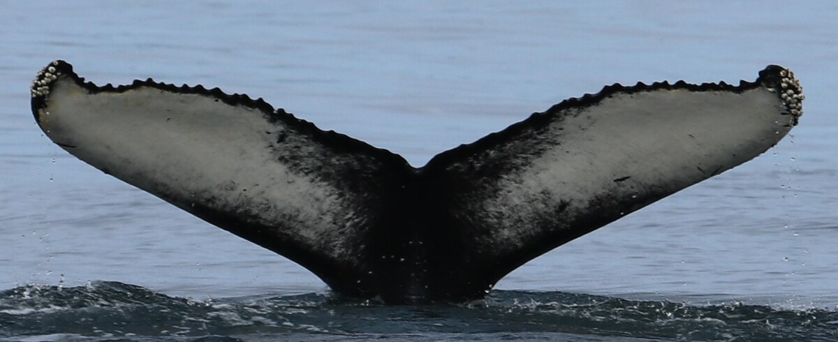 Fluke of Mozarella (Husavik)