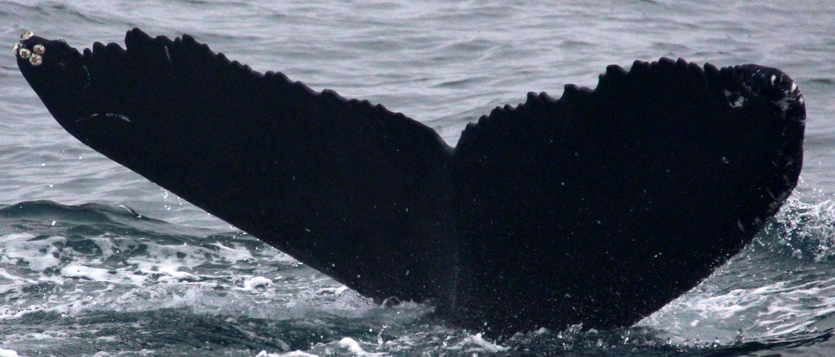 Fluke of Equals (Westfjords) aka Shade (Husavik)