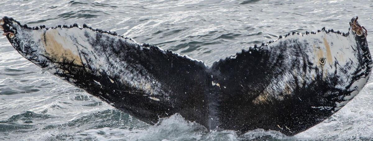 Fluke of Cornelius (Husavik)