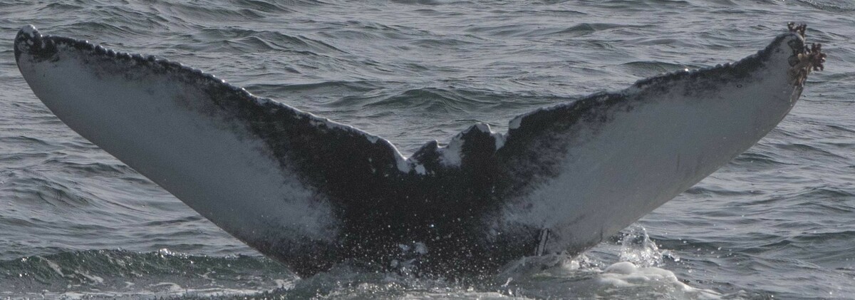 Fluke of Zorua (Husavik) aka Mufasa (Westfjords)