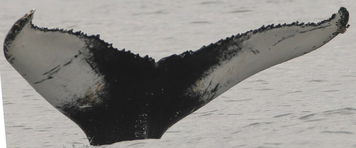Fluke of Kees (Husavik)