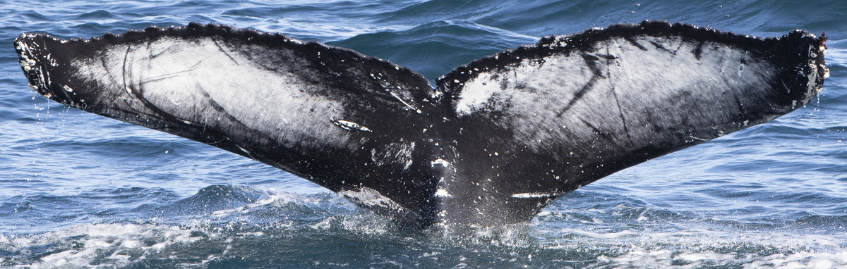 Fluke of Modulow (Iceland)
