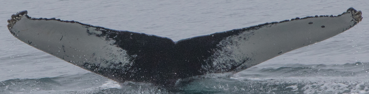 Fluke of Shark (Iceland)