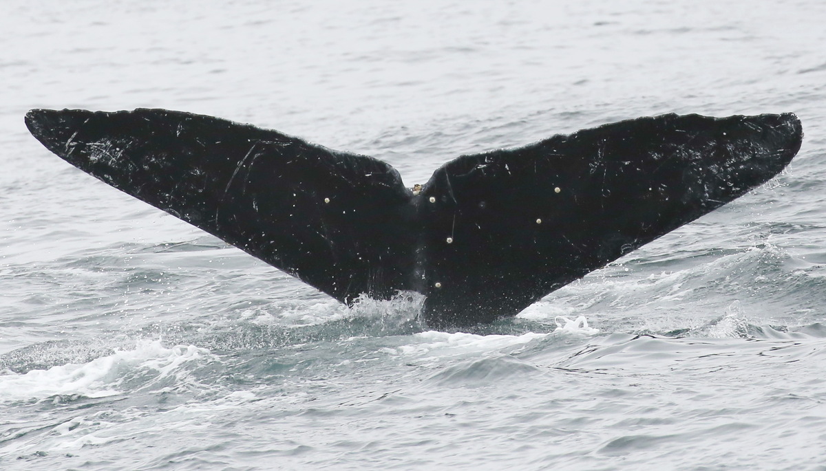 Fluke of CRC-10696