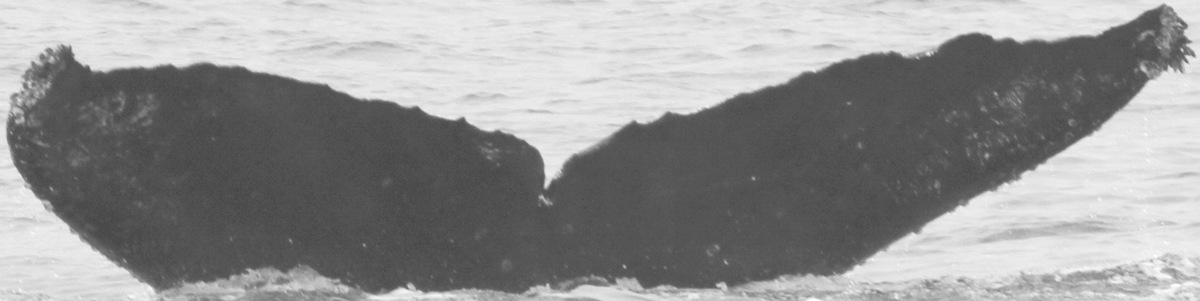 Fluke of CRC-10898