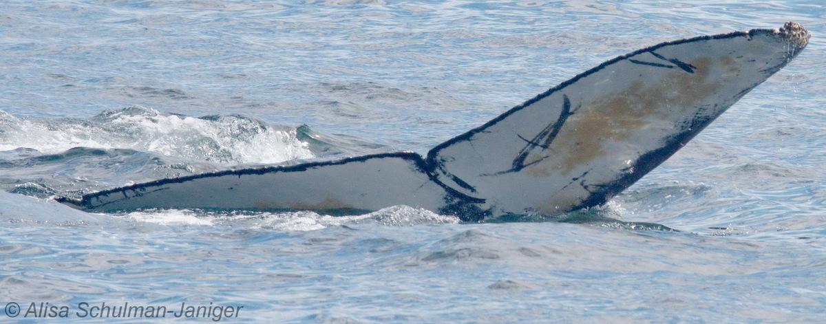 Fluke of CRC-12570