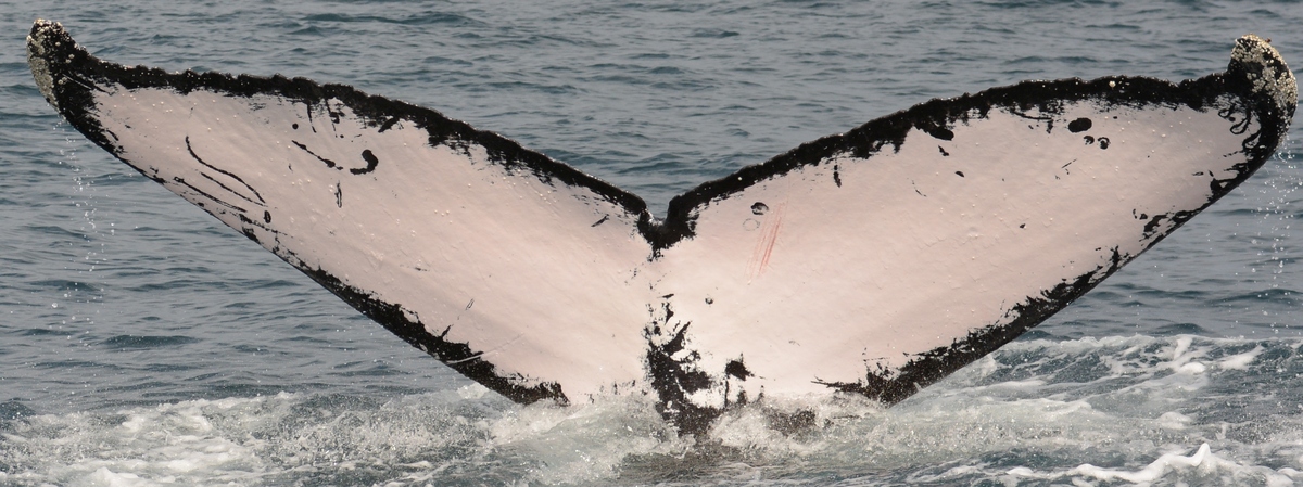 Fluke of PAN-1768