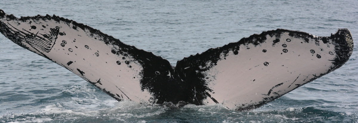 Fluke of PAN-1655