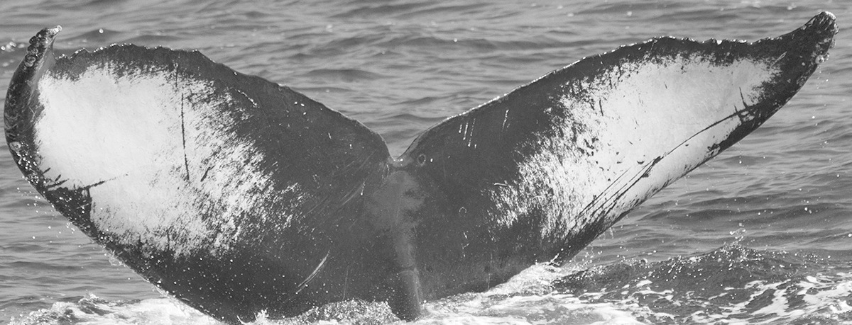 Fluke of Chayanne (Sayulita)