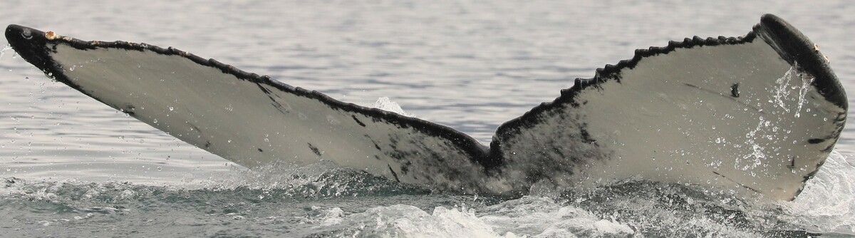 Fluke of Geronimo (HRC)