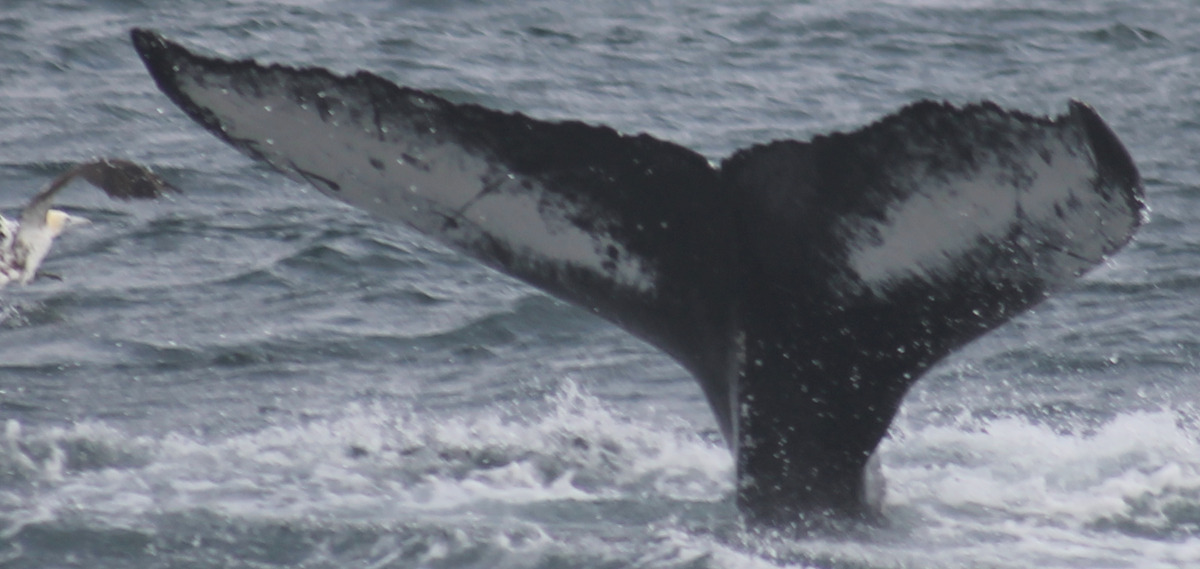Fluke of Dashdot (Westfjords) aka Celt (Husavik)