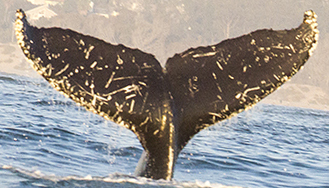 Fluke of CRC-12117