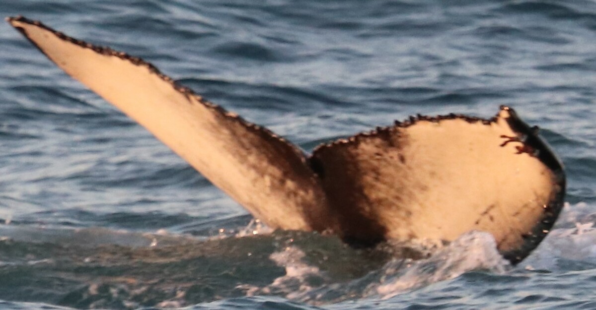 Fluke of Zdravo (Husavik)