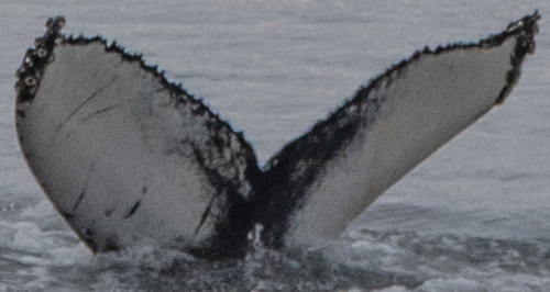 Fluke of Turbine (Westfjords)