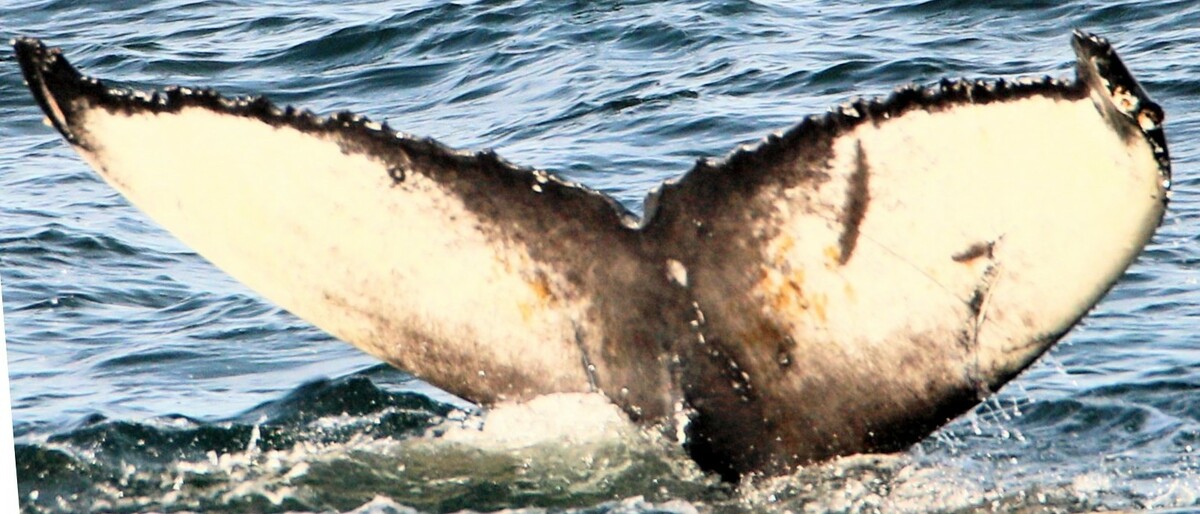 Fluke of Mata Hari (Husavik)
