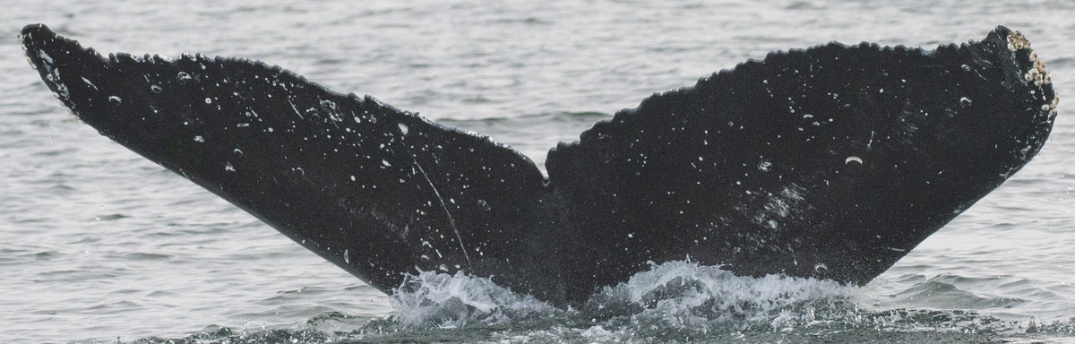 Fluke of Bill (N Pacific)