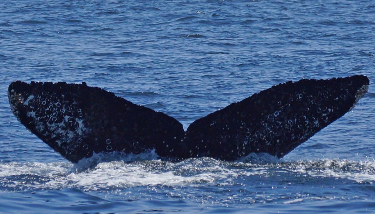 Fluke of CRC-13623