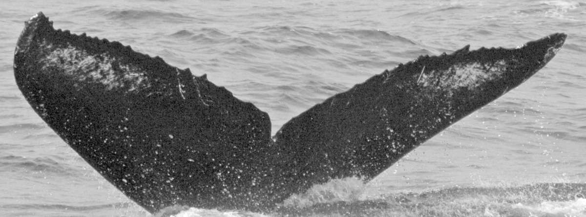 Fluke of CRC-10544