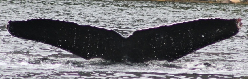 Fluke of HW-MN0401333