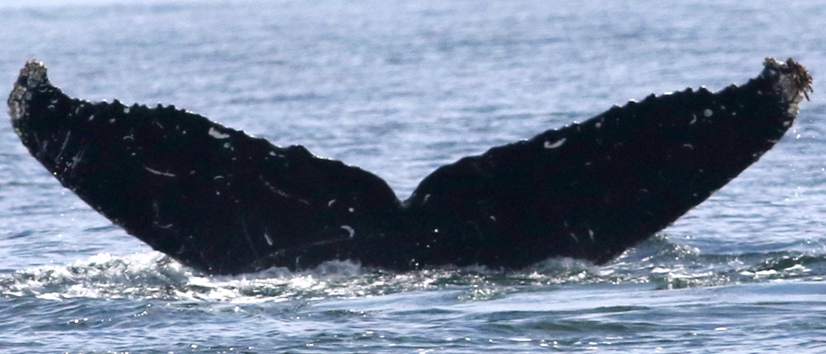 Fluke of Nike (Salish Sea)