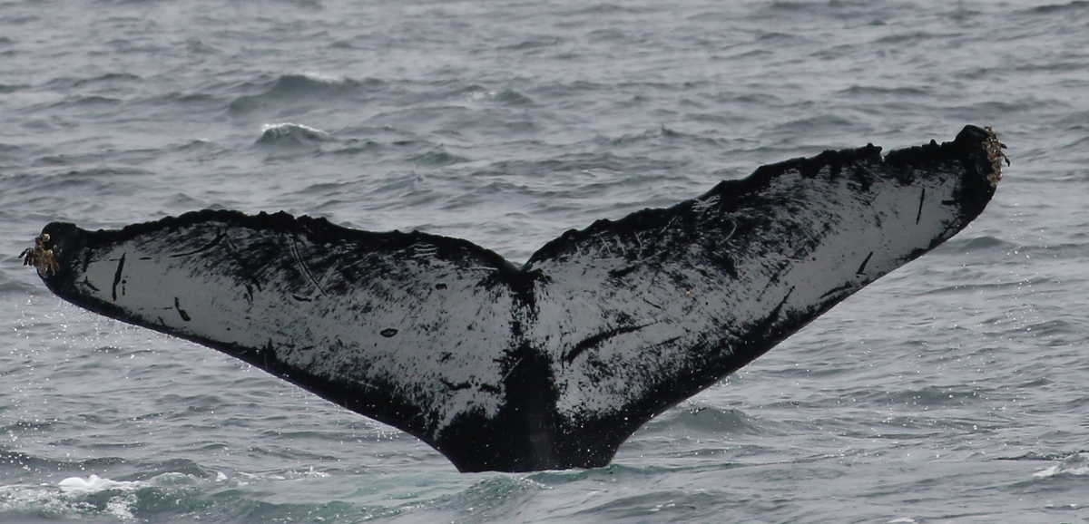 Fluke of CRC-11676