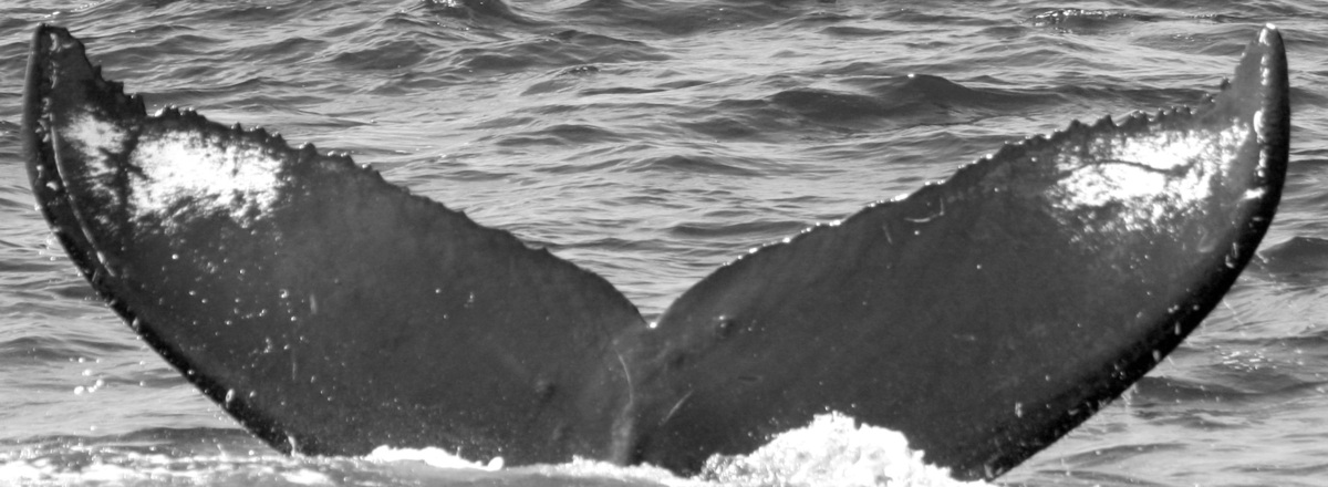 Fluke of SEAK-5150
