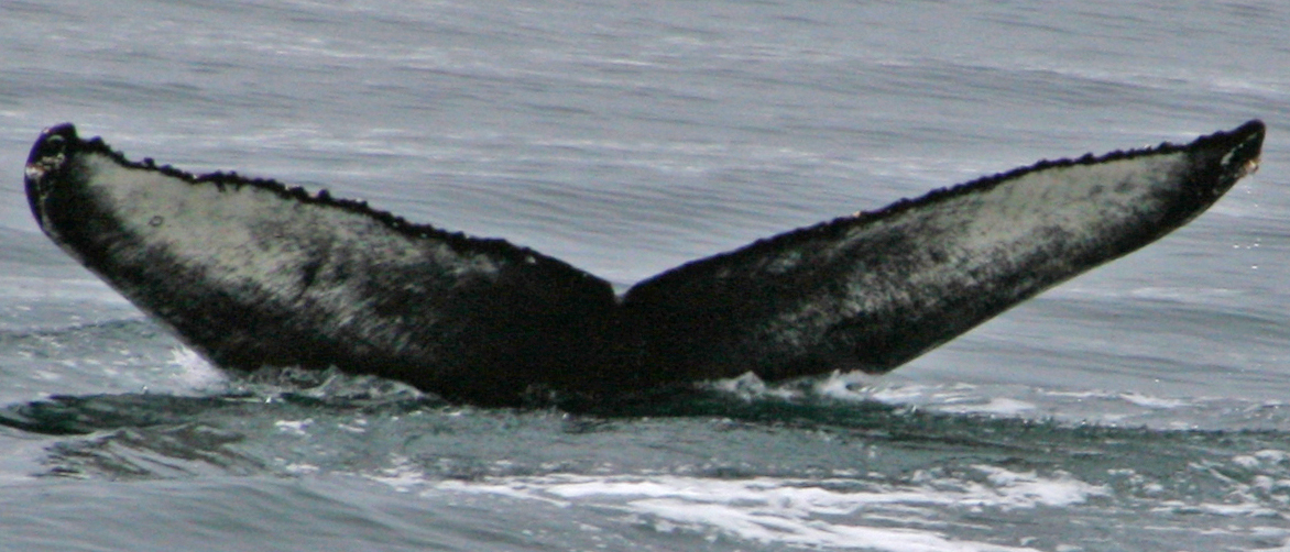 Fluke of Olive (Westfjords) aka Admiral ackbar (Husavik)