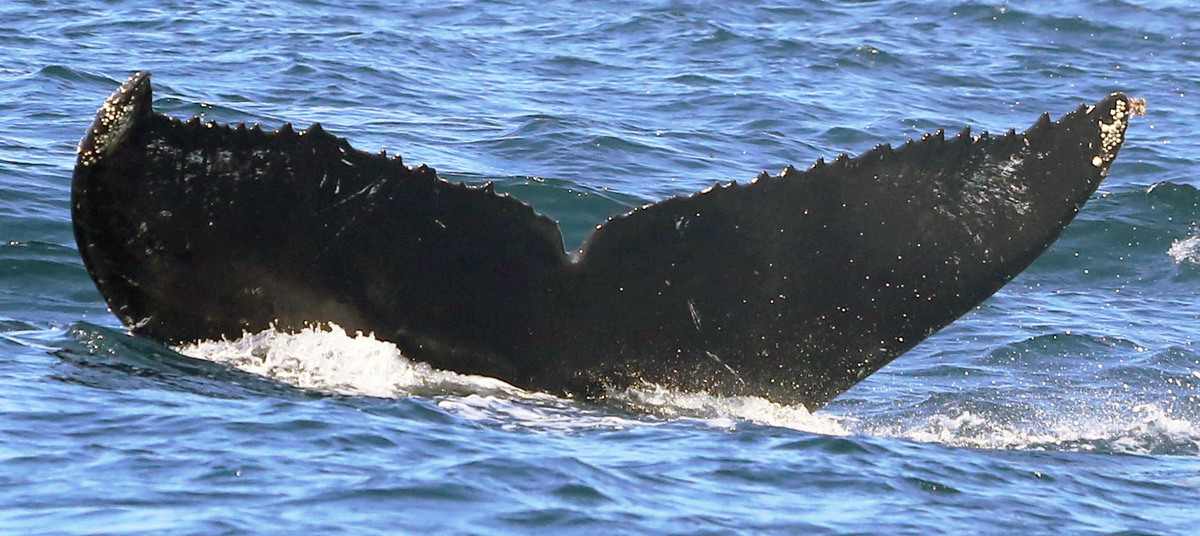 Fluke of CRC-11250