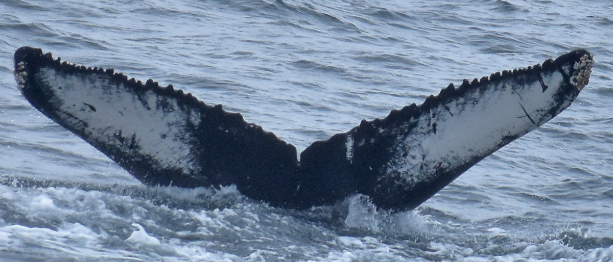 Fluke of Bubbi (Westfjords)